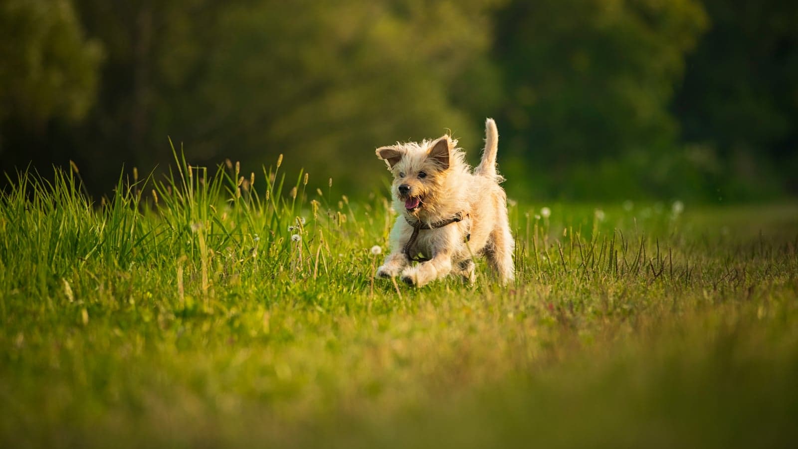 Verlängert frisches Futter das Leben deines Hundes? Was die Studien sagen
