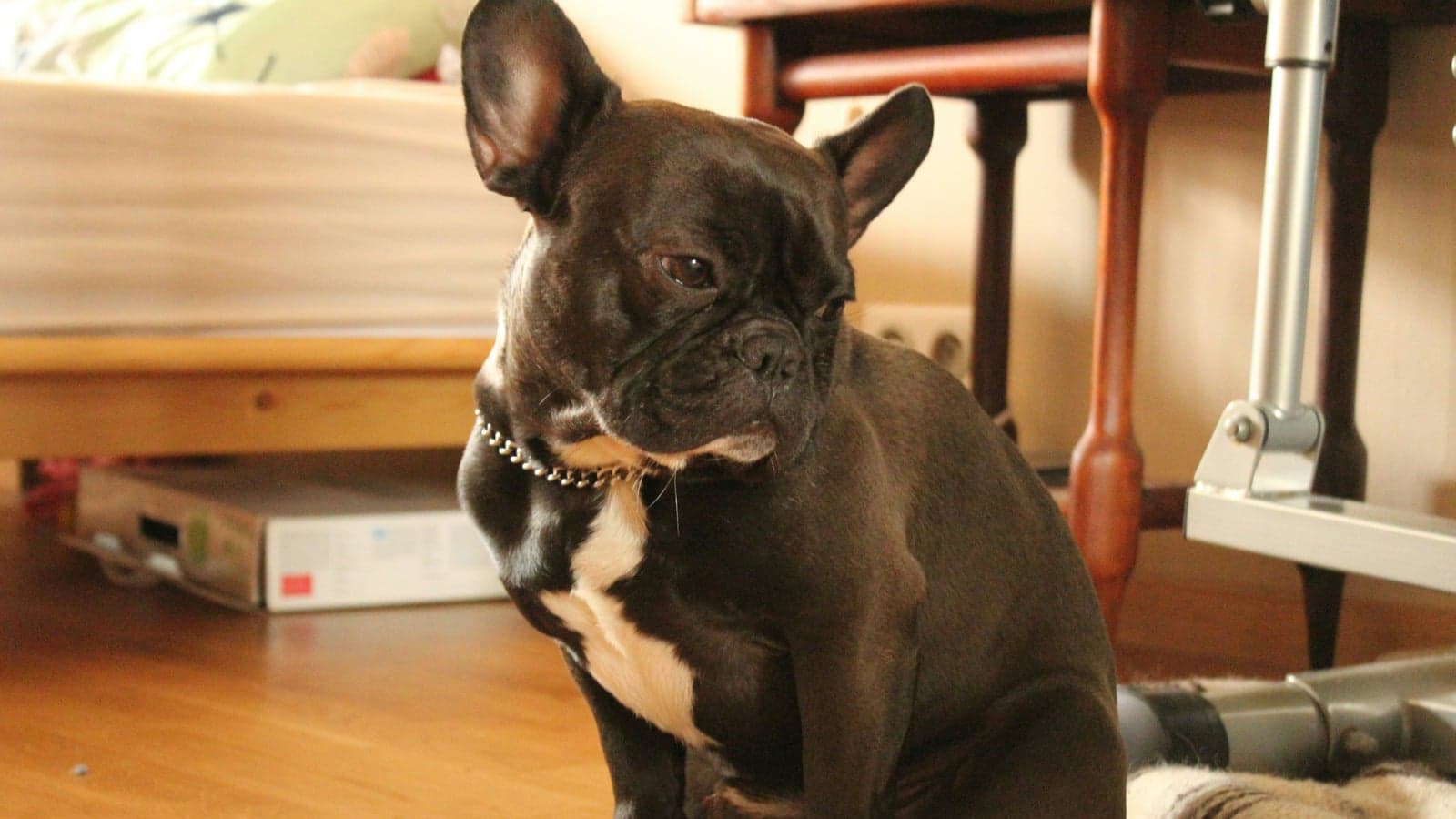 Hund mit Allergien — wie du das richtige Futter findest