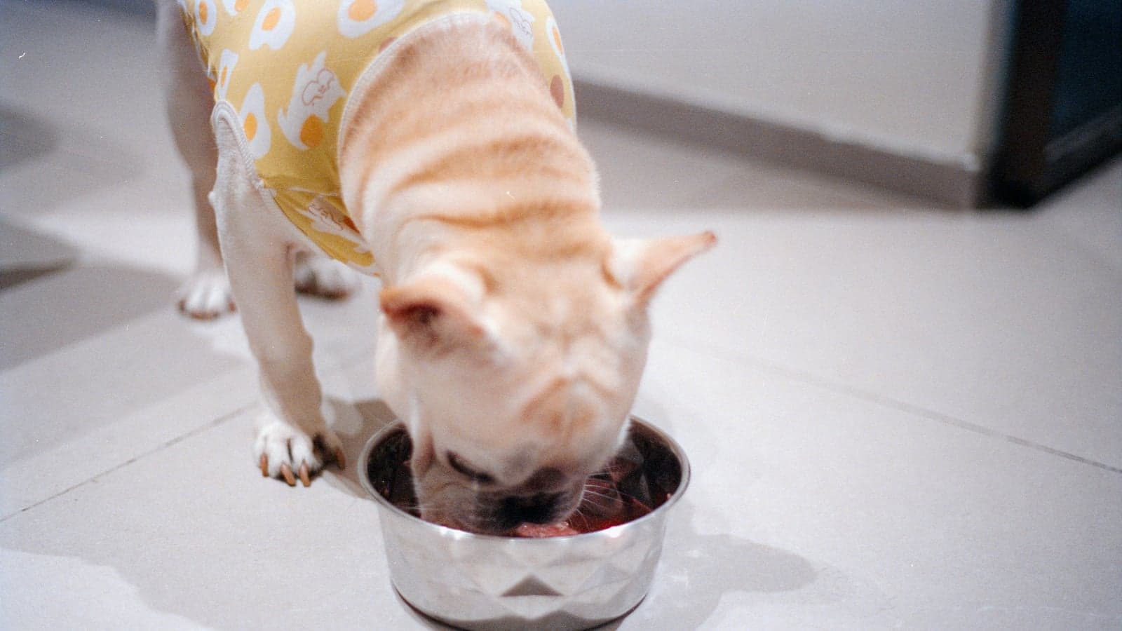 Hund schlingt sein Futter — 5 Tricks, die wirklich helfen