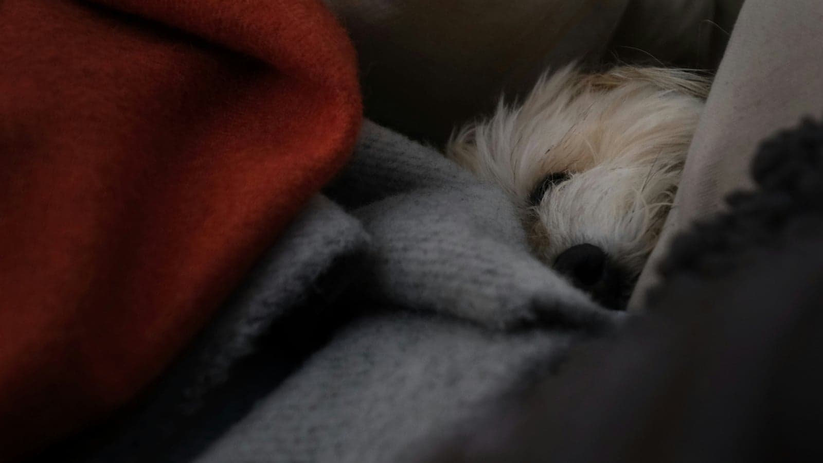 Magen-Darm-Probleme beim Hund — Hausmittel und Tipps