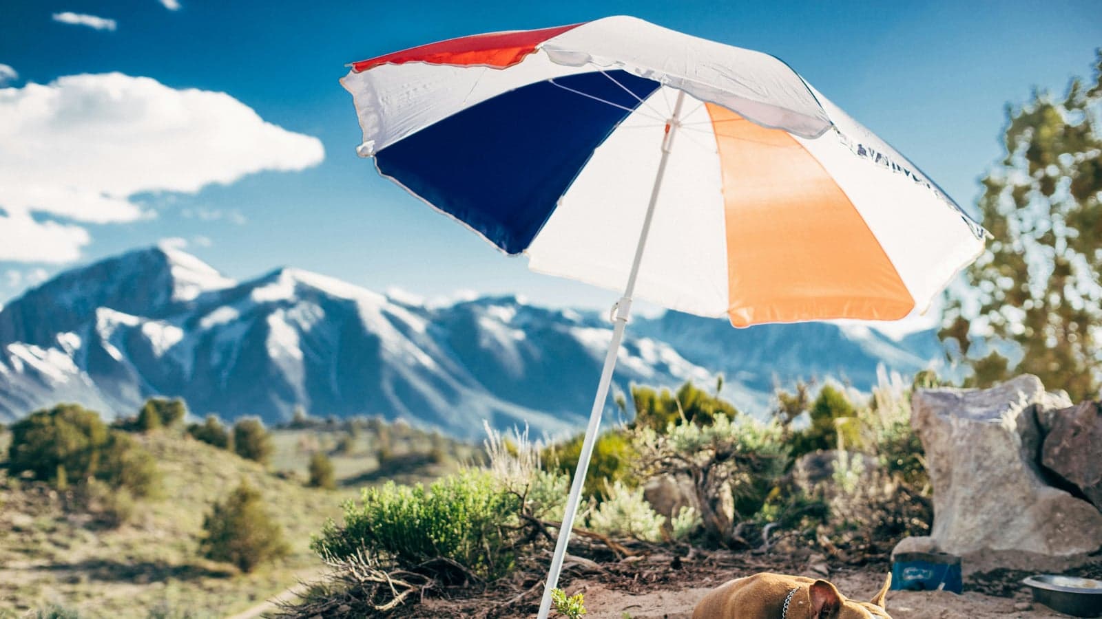 Reisen mit Hund — Futter clever organisieren