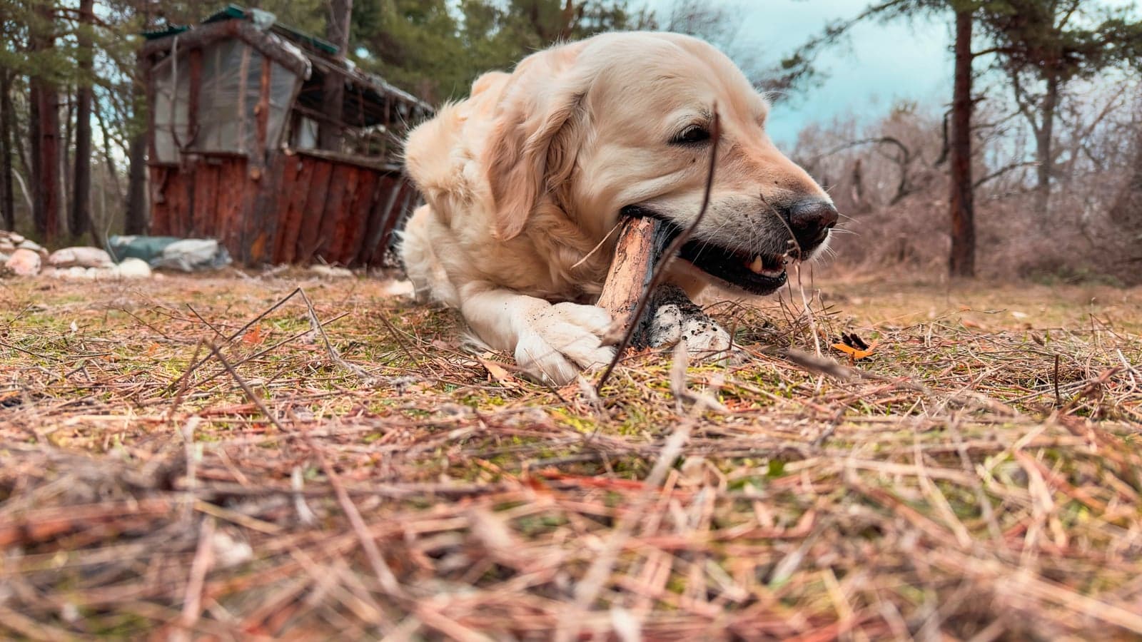 Rohe Knochen für Hunde — sicher oder gefährlich?