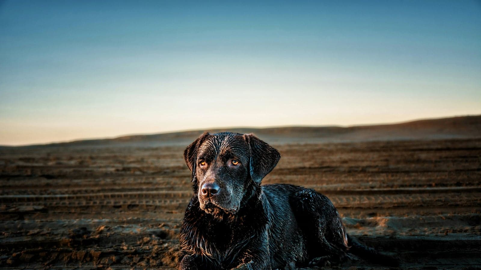 Senior-Hund — wie du die Ernährung sanft anpasst