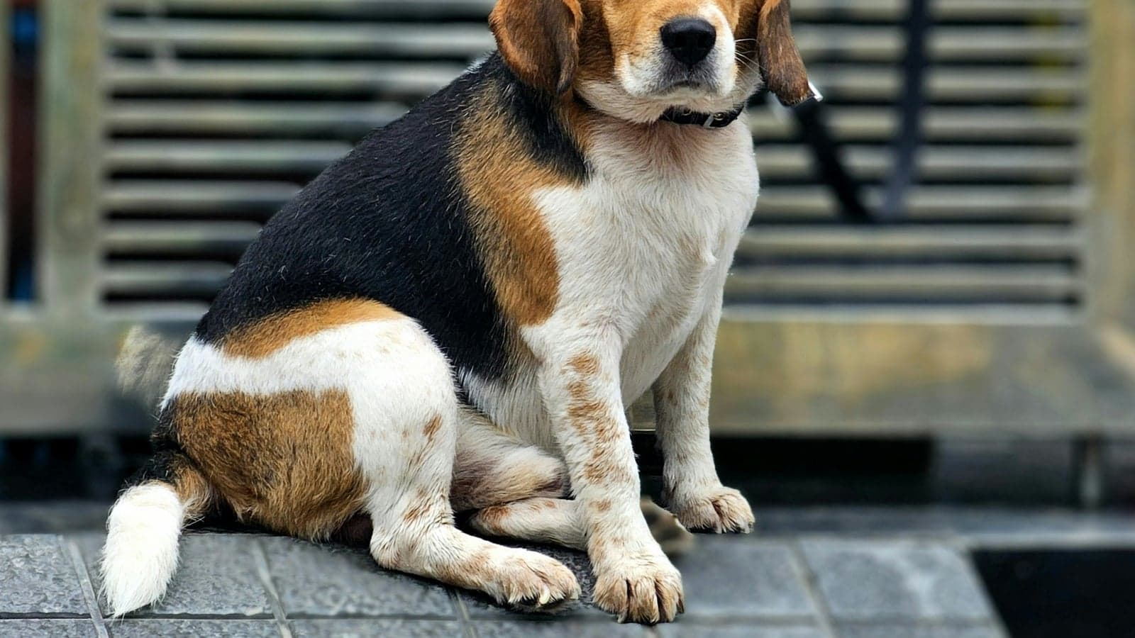 Übergewicht beim Hund — Diät, die wirklich funktioniert