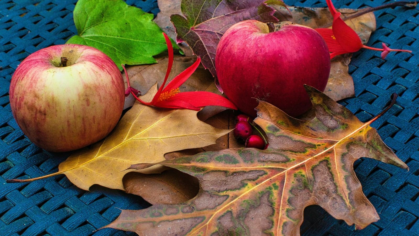 Welches Obst ist gesund für Hunde?