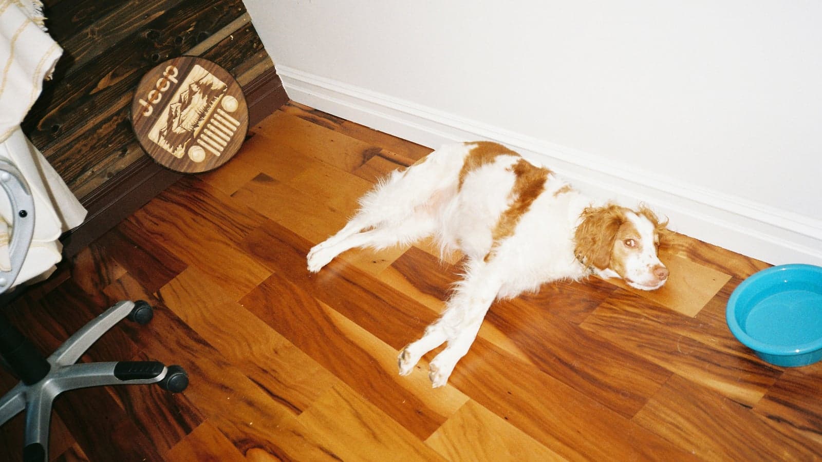 Wie oft am Tag sollte ich meinen Hund füttern?
