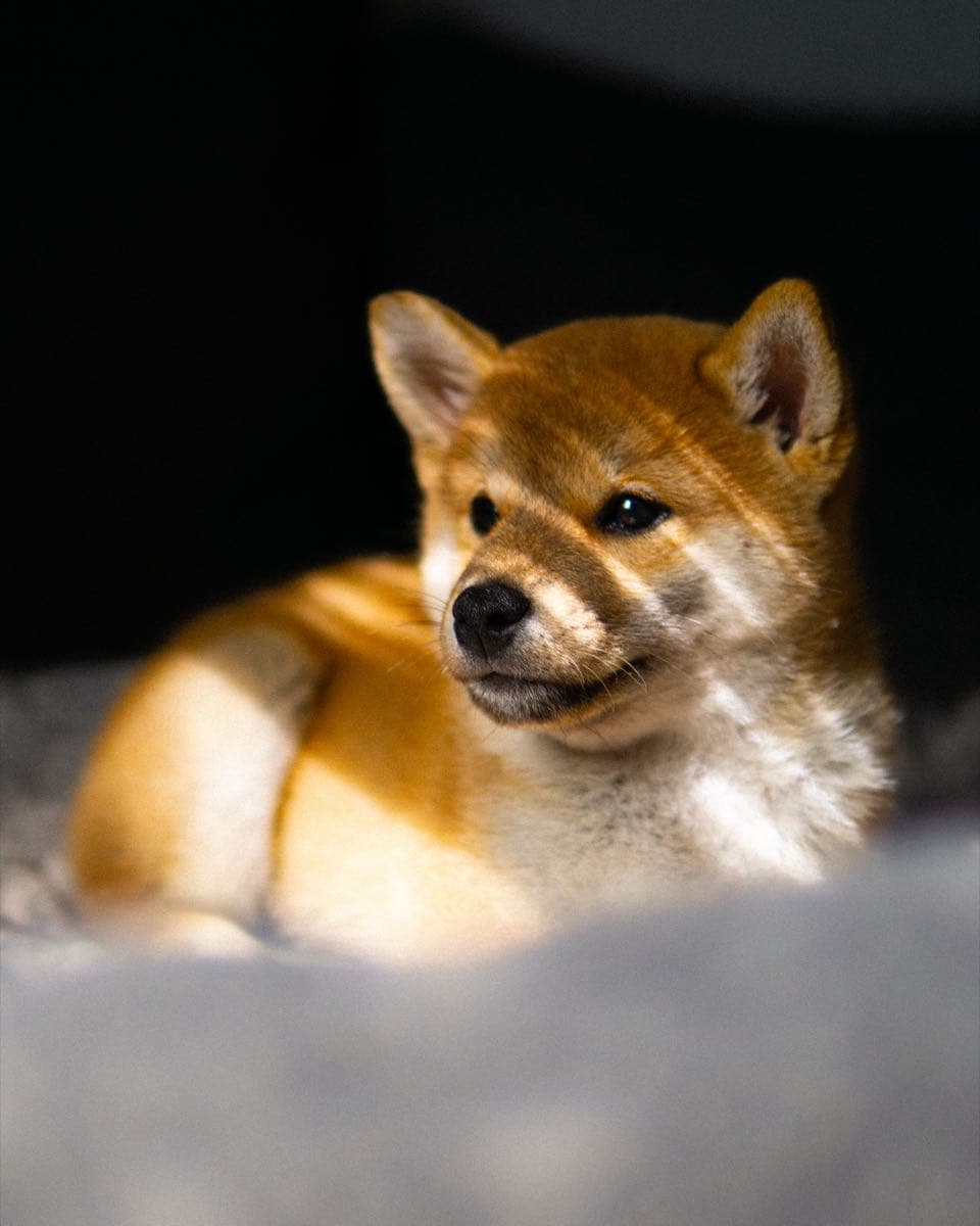 Nami als Shiba-Welpe, Nahaufnahme