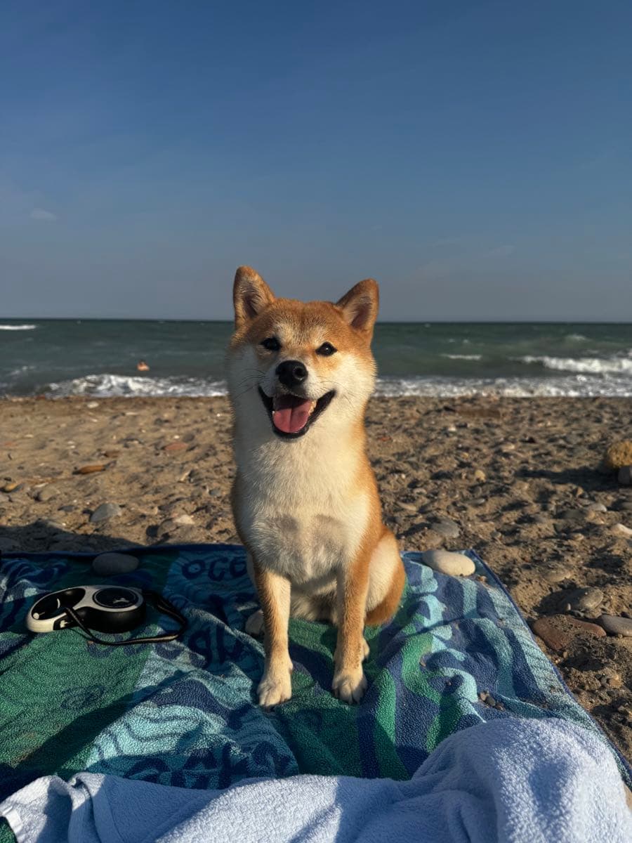 Shiba-Hündin Nami sitzt am Strand auf einer Decke