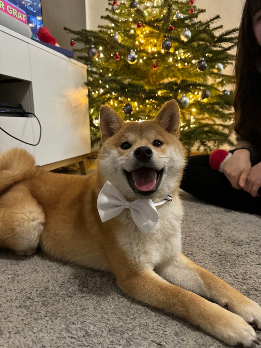 Shiba-Hündin Nami mit weißer Fliege vor einem Weihnachtsbaum