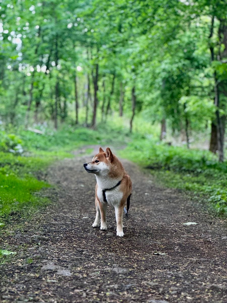 Nami in the woods – out and about, sporty and active