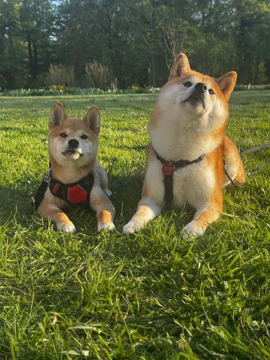 Nami as a puppy with a little doggy friend